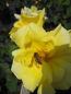 Preview: Beetrose Golden Delight2